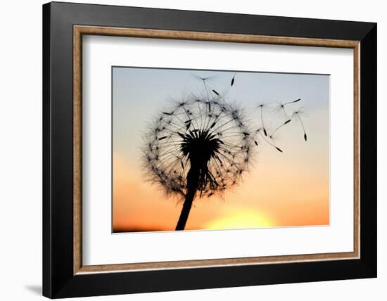 A Dandelion Blowing Seeds in the Wind.-JanBussan-Framed Photographic Print