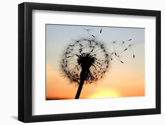 A Dandelion Blowing Seeds in the Wind.-JanBussan-Framed Photographic Print