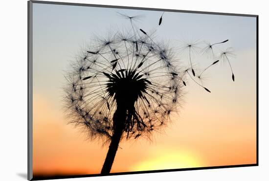 A Dandelion Blowing Seeds in the Wind.-JanBussan-Mounted Photographic Print