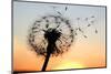 A Dandelion Blowing Seeds in the Wind.-JanBussan-Mounted Photographic Print
