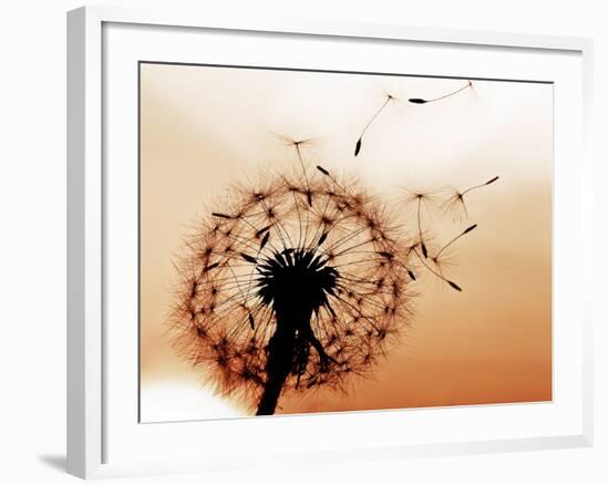 A Dandelion Blowing Seeds in the Wind.-JanBussan-Framed Photographic Print