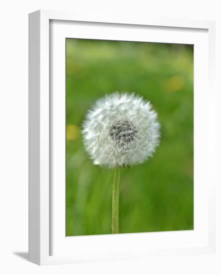 A Dandelion Clock in a Field-Bodo A^ Schieren-Framed Photographic Print