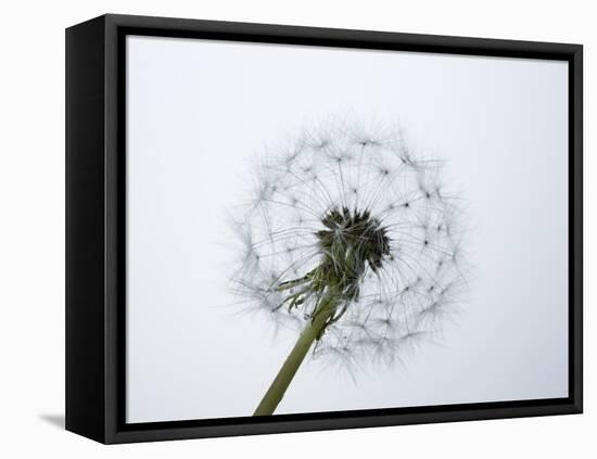 A Dandelion Clock-Jo Kirchherr-Framed Premier Image Canvas