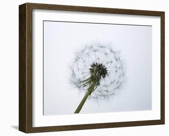 A Dandelion Clock-Jo Kirchherr-Framed Photographic Print