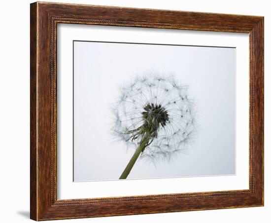 A Dandelion Clock-Jo Kirchherr-Framed Photographic Print