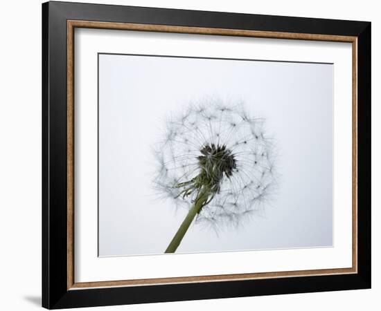 A Dandelion Clock-Jo Kirchherr-Framed Photographic Print