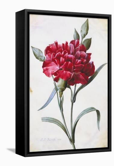 A Dark Red Carnation-Pierre-Joseph Redouté-Framed Premier Image Canvas