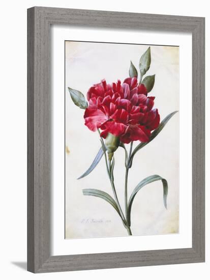 A Dark Red Carnation-Pierre-Joseph Redouté-Framed Giclee Print