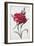 A Dark Red Carnation-Pierre-Joseph Redouté-Framed Giclee Print