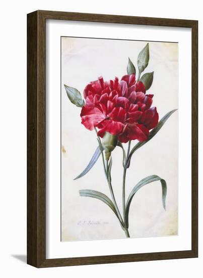 A Dark Red Carnation-Pierre-Joseph Redouté-Framed Giclee Print