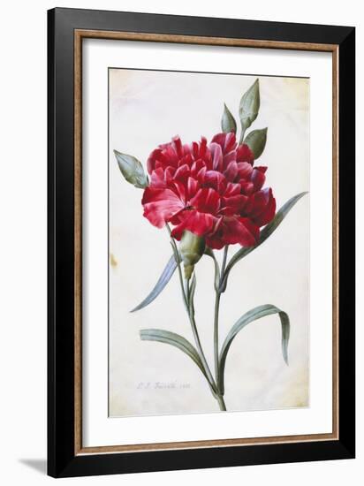 A Dark Red Carnation-Pierre-Joseph Redouté-Framed Giclee Print