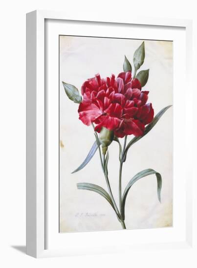 A Dark Red Carnation-Pierre-Joseph Redouté-Framed Giclee Print