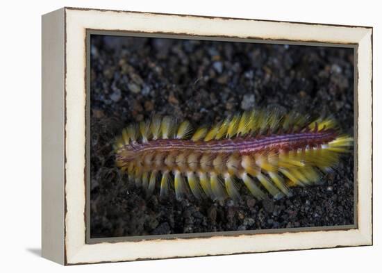 A Darklined Fireworm Crawls across the Black Sand Seafloor-Stocktrek Images-Framed Premier Image Canvas