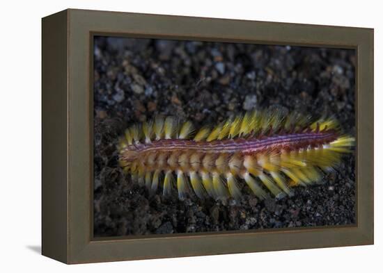 A Darklined Fireworm Crawls across the Black Sand Seafloor-Stocktrek Images-Framed Premier Image Canvas