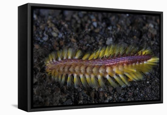 A Darklined Fireworm Crawls across the Black Sand Seafloor-Stocktrek Images-Framed Premier Image Canvas