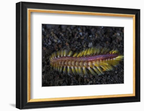 A Darklined Fireworm Crawls across the Black Sand Seafloor-Stocktrek Images-Framed Premium Photographic Print