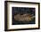 A Darklined Fireworm Crawls across the Black Sand Seafloor-Stocktrek Images-Framed Premium Photographic Print
