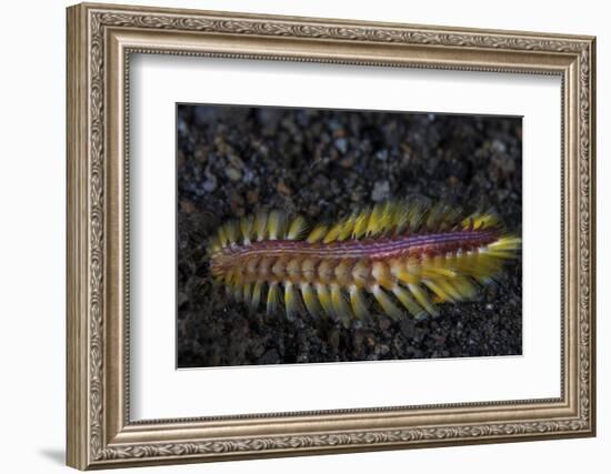 A Darklined Fireworm Crawls across the Black Sand Seafloor-Stocktrek Images-Framed Photographic Print
