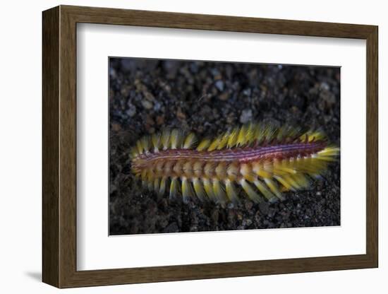 A Darklined Fireworm Crawls across the Black Sand Seafloor-Stocktrek Images-Framed Photographic Print