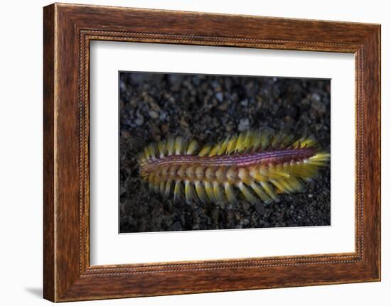 A Darklined Fireworm Crawls across the Black Sand Seafloor-Stocktrek Images-Framed Photographic Print