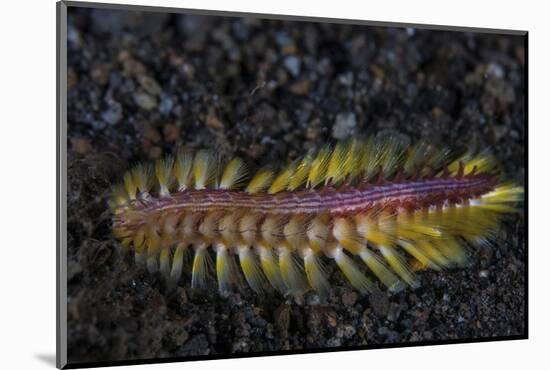 A Darklined Fireworm Crawls across the Black Sand Seafloor-Stocktrek Images-Mounted Photographic Print