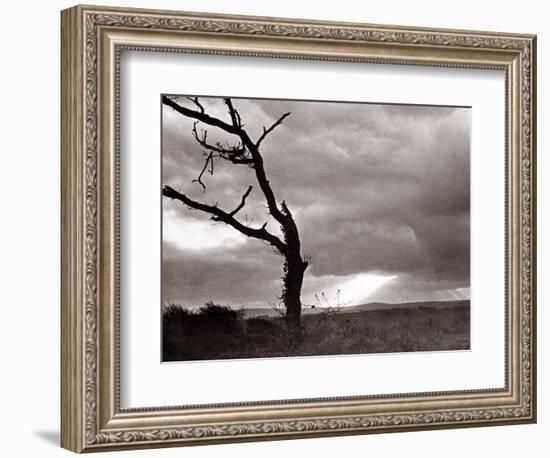 A Dead Tree is Silhouetted Against the Suns Rays on Heath Land, 1935-null-Framed Photographic Print