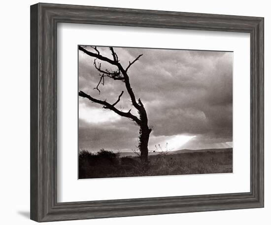 A Dead Tree is Silhouetted Against the Suns Rays on Heath Land, 1935-null-Framed Photographic Print