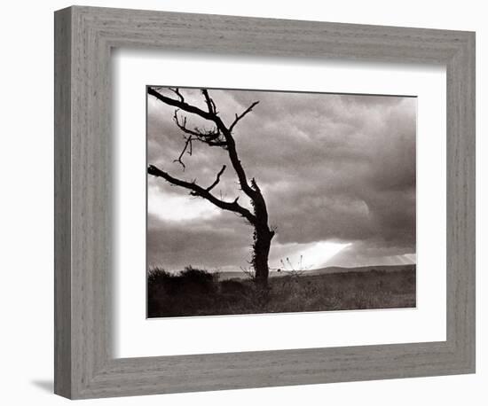 A Dead Tree is Silhouetted Against the Suns Rays on Heath Land, 1935-null-Framed Photographic Print