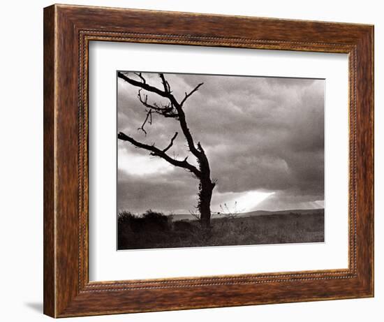 A Dead Tree is Silhouetted Against the Suns Rays on Heath Land, 1935-null-Framed Photographic Print