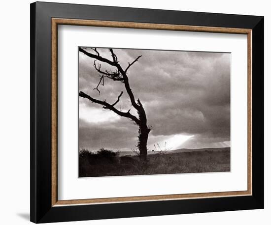 A Dead Tree is Silhouetted Against the Suns Rays on Heath Land, 1935-null-Framed Photographic Print