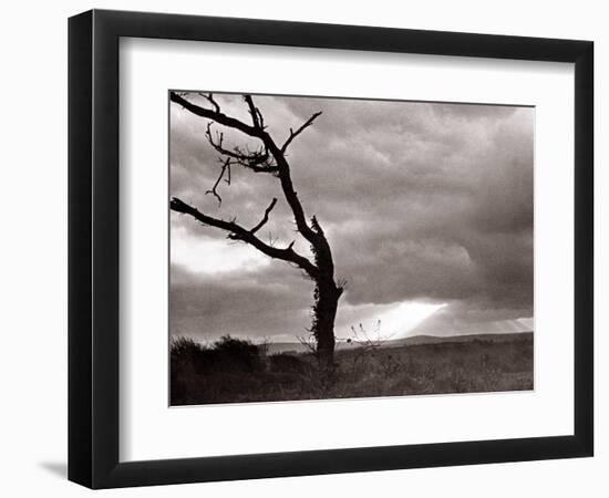 A Dead Tree is Silhouetted Against the Suns Rays on Heath Land, 1935-null-Framed Photographic Print