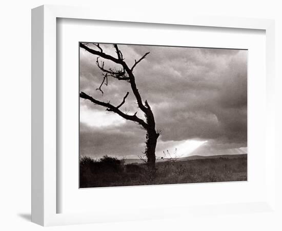 A Dead Tree is Silhouetted Against the Suns Rays on Heath Land, 1935-null-Framed Photographic Print