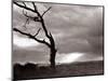 A Dead Tree is Silhouetted Against the Suns Rays on Heath Land, 1935-null-Mounted Photographic Print