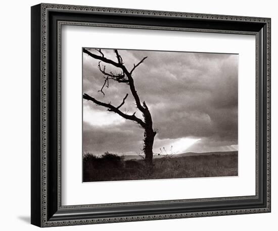 A Dead Tree is Silhouetted Against the Suns Rays on Heath Land, 1935-null-Framed Photographic Print