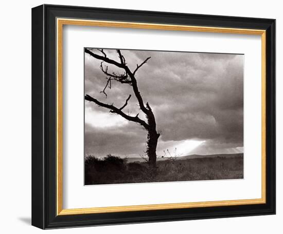 A Dead Tree is Silhouetted Against the Suns Rays on Heath Land, 1935-null-Framed Photographic Print