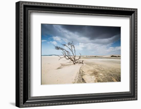 A Dead Tree on the Sand Dune Near the Beach in Jericoacoara, Brazil-Alex Saberi-Framed Photographic Print