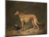 A Deerhound in a Stable Interior, 1817-Henry Thomas Alken-Mounted Giclee Print