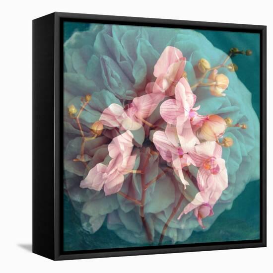 A Delicate Floral Montage from Blooming Orchids and Rose-Alaya Gadeh-Framed Premier Image Canvas