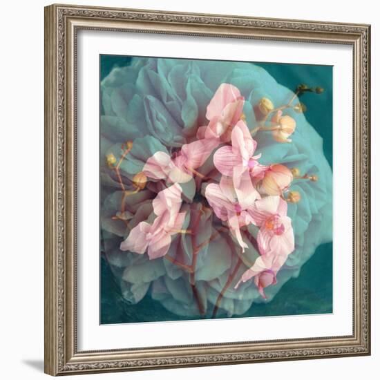 A Delicate Floral Montage from Blooming Orchids and Rose-Alaya Gadeh-Framed Photographic Print