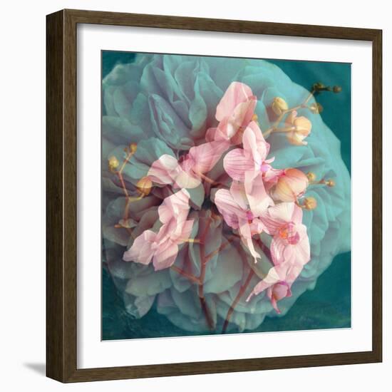 A Delicate Floral Montage from Blooming Orchids and Rose-Alaya Gadeh-Framed Photographic Print