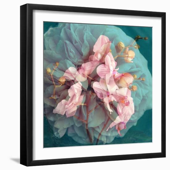 A Delicate Floral Montage from Blooming Orchids and Rose-Alaya Gadeh-Framed Photographic Print