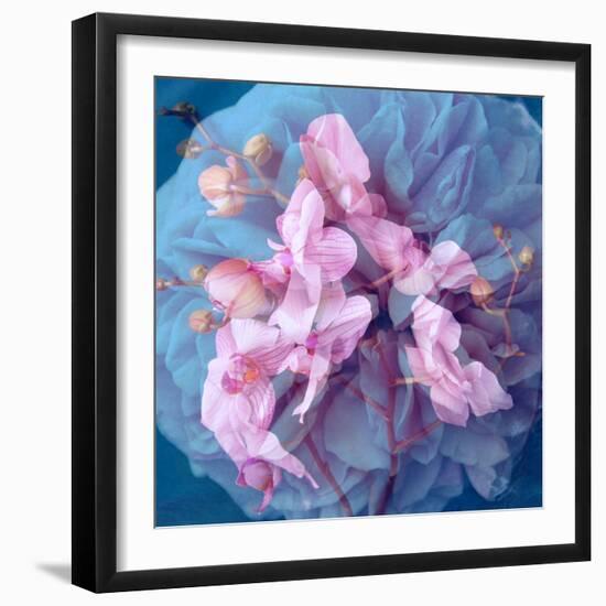 A Delicate Floral Montage from Blooming Orchids and Rose-Alaya Gadeh-Framed Photographic Print