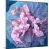 A Delicate Floral Montage from Blooming Orchids and Rose-Alaya Gadeh-Mounted Photographic Print