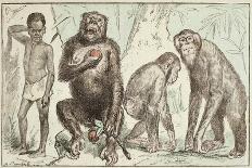 Evolution of Man from Mammals, from "La Creation Naturelle Et Les Etres Vivants"-A. Demarle-Giclee Print
