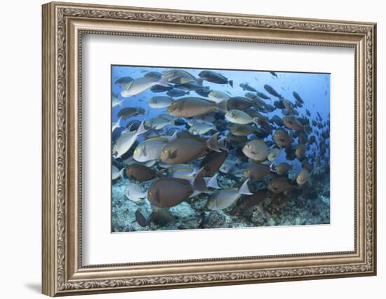 A Dense School of Yellowmask Surgeonfish, Indonesia-Stocktrek Images-Framed Photographic Print