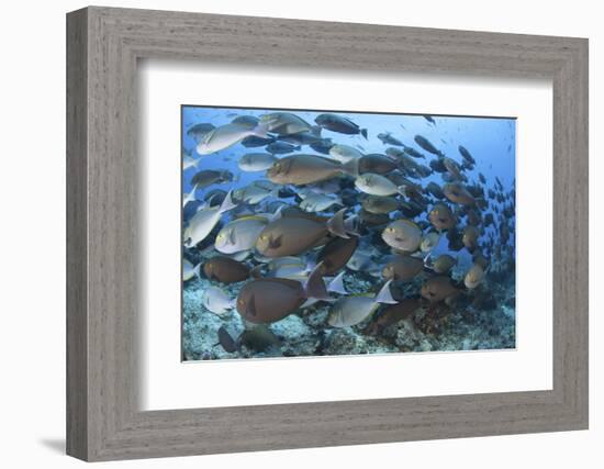 A Dense School of Yellowmask Surgeonfish, Indonesia-Stocktrek Images-Framed Photographic Print