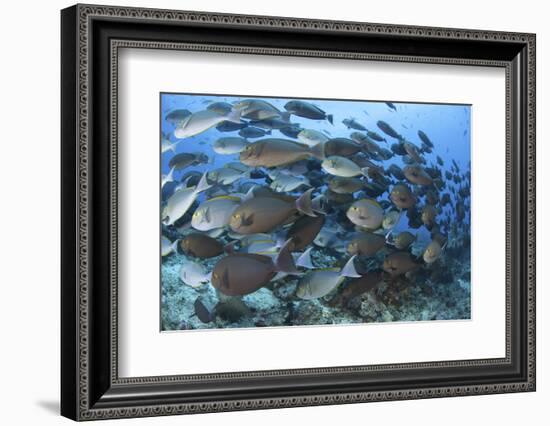 A Dense School of Yellowmask Surgeonfish, Indonesia-Stocktrek Images-Framed Photographic Print