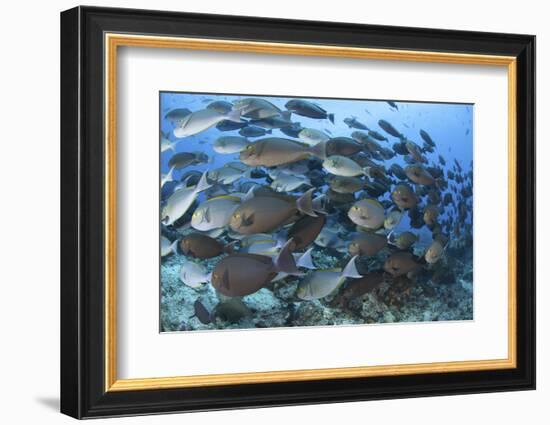 A Dense School of Yellowmask Surgeonfish, Indonesia-Stocktrek Images-Framed Photographic Print