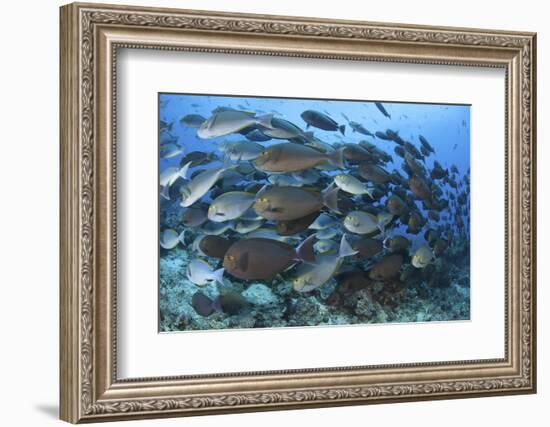 A Dense School of Yellowmask Surgeonfish, Indonesia-Stocktrek Images-Framed Photographic Print