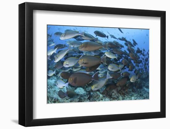 A Dense School of Yellowmask Surgeonfish, Indonesia-Stocktrek Images-Framed Photographic Print